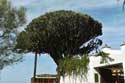 Arbre de Dragon Icod de los Vinos / Tenerife (Espagna): 