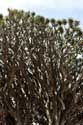 Dragon Tree (El Drago) Icod de los Vinos / Tenerife (Spain): 