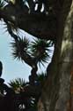 Dragon Tree (El Drago) Icod de los Vinos / Tenerife (Spain): 