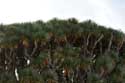 Drakenboom Icod de los Vinos / Tenerife (Spanje): 