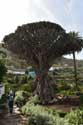 Dragon Tree (El Drago) Icod de los Vinos / Tenerife (Spain): 