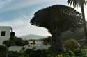 Dragon Tree (El Drago) Icod de los Vinos / Tenerife (Spain): 