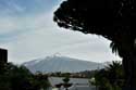 Drakenboom Icod de los Vinos / Tenerife (Spanje): 