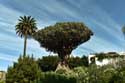 Dragon Tree (El Drago) Icod de los Vinos / Tenerife (Spain): 