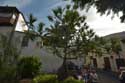 Pandanus Utilis tree Icod de los Vinos / Tenerife (Spain): 