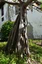 Arbre Pandanus Utilis Icod de los Vinos / Tenerife (Espagna): 