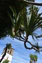 Arbre Pandanus Utilis Icod de los Vinos / Tenerife (Espagna): 