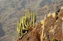 Cactus Acantilados De Los Gigantes / Tenerife (Spain): 