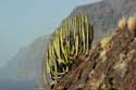 Cactus Acantilados De Los Gigantes / Tenerife (Spanje): 