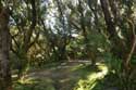 Forest Camino De Jardina / Tenerife (Spain): 