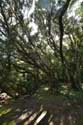 Forêt Camino De Jardina / Tenerife (Espagna): 