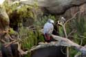 Vogelpark (Loro Parc) Punta Brava  in Puerto de la Cruz / Tenerife (Spanje): 