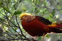 Vogelpark (Loro Parc) Punta Brava  in Puerto de la Cruz / Tenerife (Spanje): 