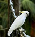 Vogelpark (Loro Parc) Punta Brava  in Puerto de la Cruz / Tenerife (Spanje): 