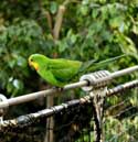 Vogelpark (Loro Parc) Punta Brava  in Puerto de la Cruz / Tenerife (Spanje): 