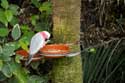 Vogelpark (Loro Parc) Punta Brava  in Puerto de la Cruz / Tenerife (Spanje): 