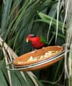 Vogelpark (Loro Parc) Punta Brava  in Puerto de la Cruz / Tenerife (Spanje): 