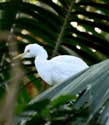 Vogelpark (Loro Parc) Punta Brava  in Puerto de la Cruz / Tenerife (Spanje): 