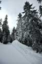 Forest in the Snow Borovets / Bulgaria: 