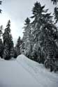 Besneeuwd bos Borovets / Bulgarije: 