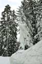 Forest in the Snow Borovets / Bulgaria: 