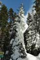 Besneeuwd bos Borovets / Bulgarije: 