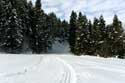 Besneeuwd bos Borovets / Bulgarije: 