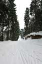 Forest in the Snow Borovets / Bulgaria: 