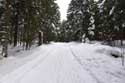 Forest in the Snow Borovets / Bulgaria: 