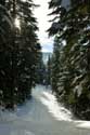 Forest in the Snow Borovets / Bulgaria: 